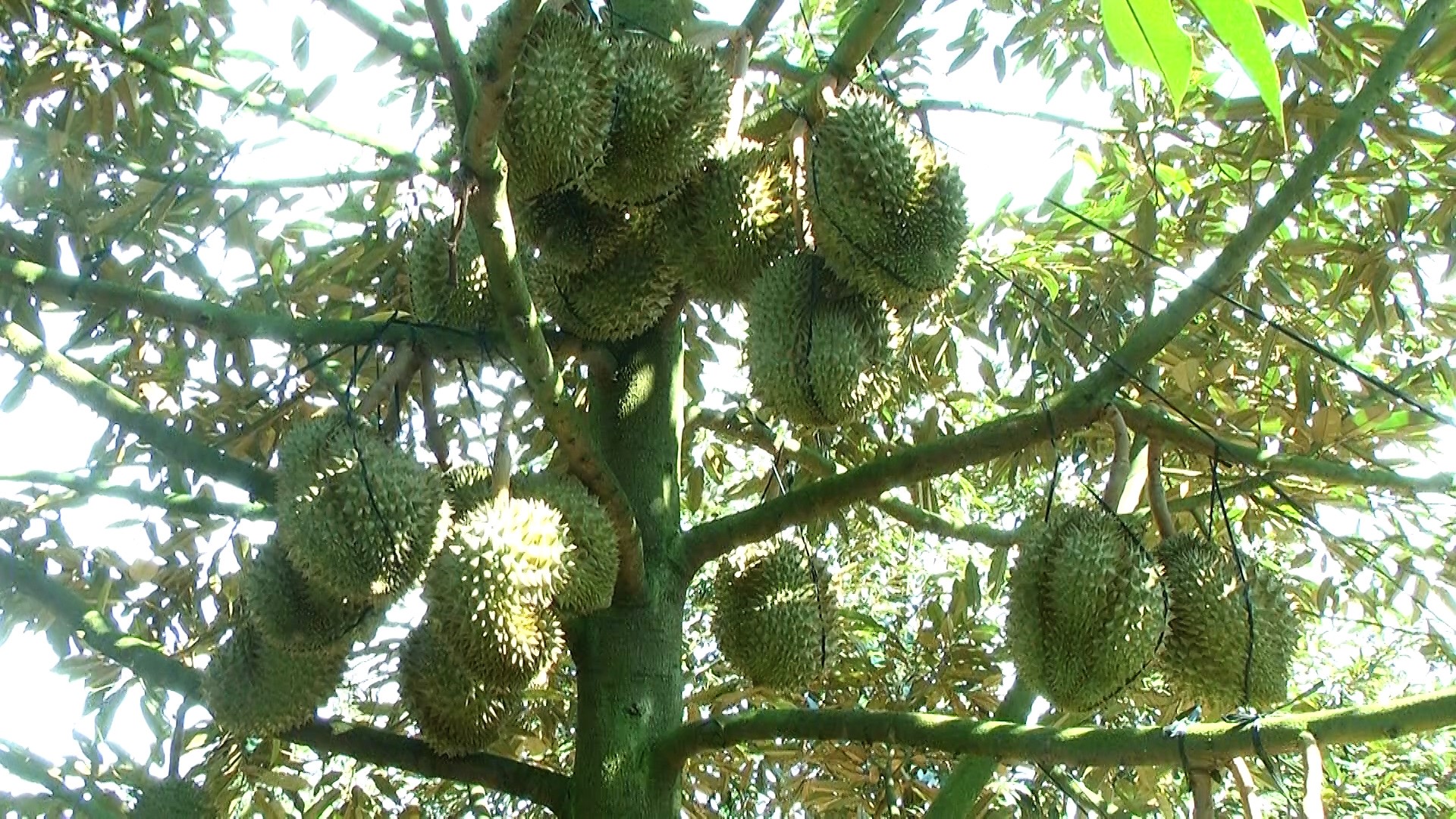 HANHBUI DRT5053.00_54_07_20.Still124